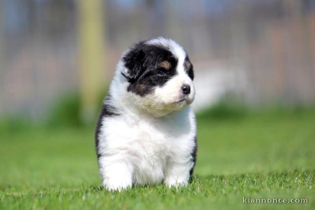 Adoption chiot berger australien 