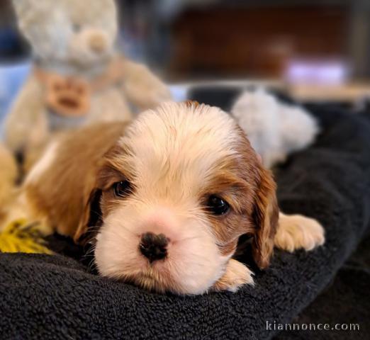 chiot cavalier king charle femelle a donner 