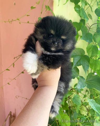 chiot spitz nain Poméranie noir pour adoption 