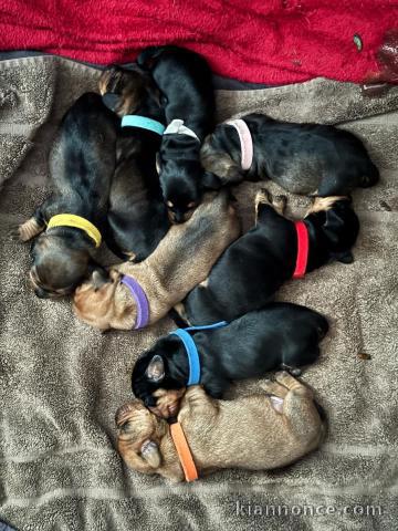 bébé chiot teckel disponible 