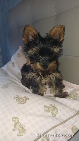 Femelle chiot Yorkshire a donner 