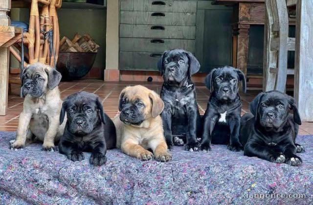 Adoption chiot cane Corso disponible 