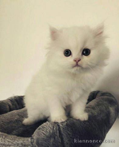 Adorable chaton disponible 