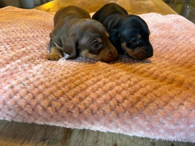 chiot Teckels disponible pour adoption 