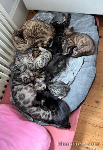 Bengal à adopter déjà disponible 