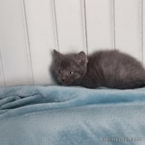 chaton chartreux disponible 
