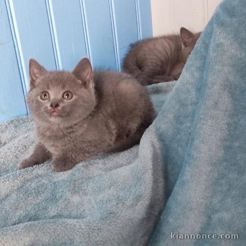 chaton chartreux mâle et femelle adorable 