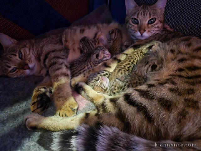 Annonce chaton Bengal 