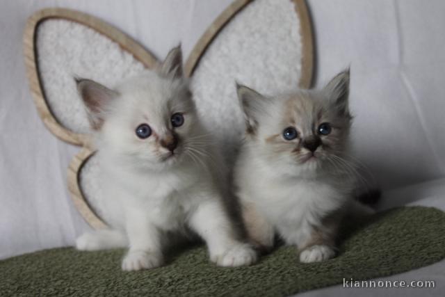 chaton sacré brimanie a donner 