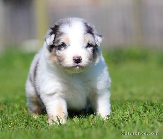 chiot berger australien mâle adorable 