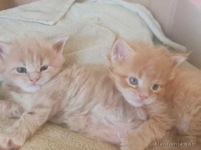 chaton Maine coon roux a donner 