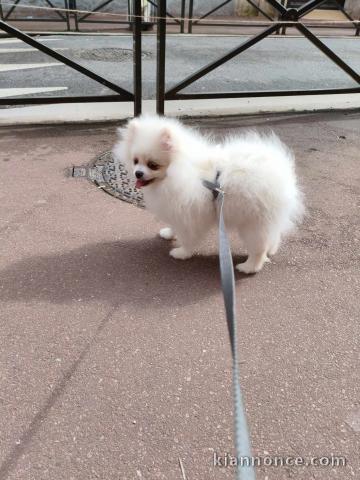 Chiot spitz nain a donner 