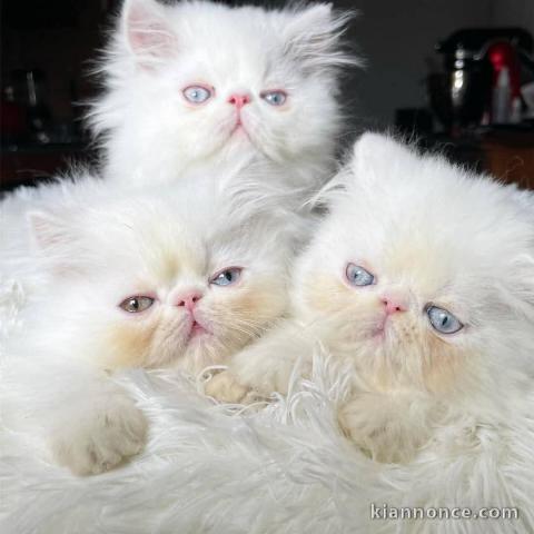 chaton persan pour adoption 