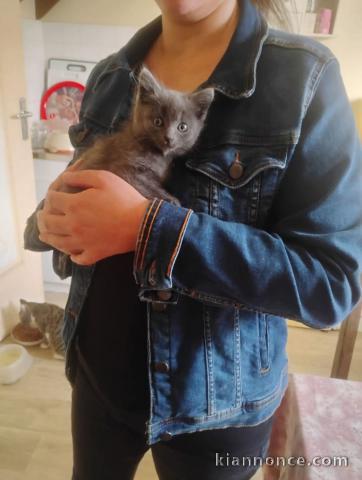 Chaton chartreux a donner 