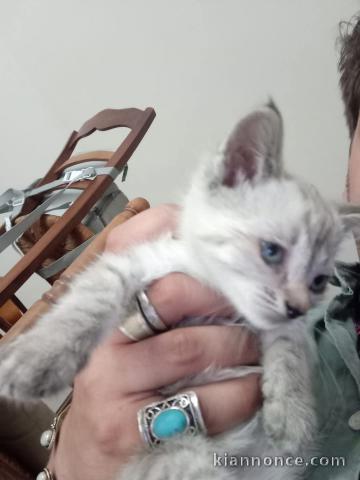Chaton ragdoll femelle a donner 