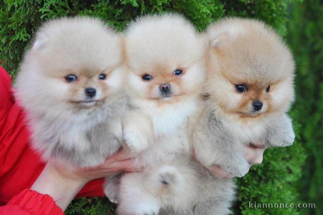 chiot spitz nain Poméranie disponibles 