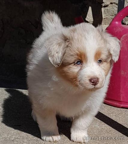 Chiot berger australien mâle a donner 