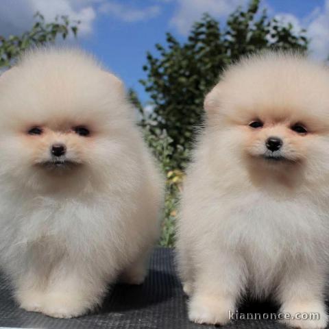 Chiot spitz nain a donner 
