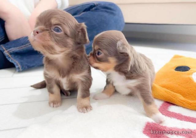 Chiot chihuahua femelle a donner 
