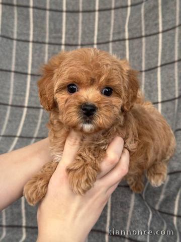 chiot a donner disponible 