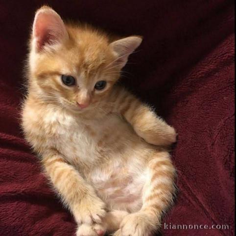 chaton roux a donner 