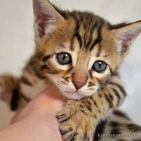 Bengal femelle a donner 