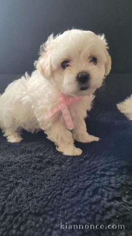 Chiot bichon maltais mâle a donner 