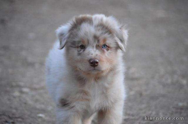 chiot berger australien lof à donner 