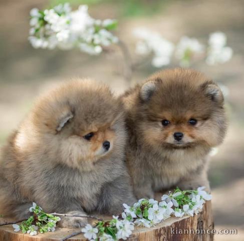 Adoption chiot spitz allemand 