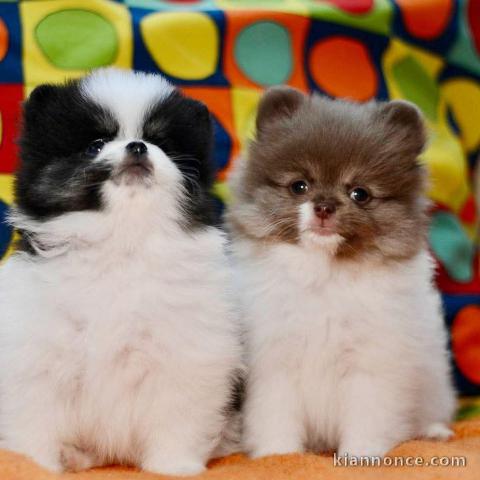 Je donne chiot spitz nain 