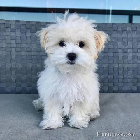 chiot bichon maltais mâle a donner 