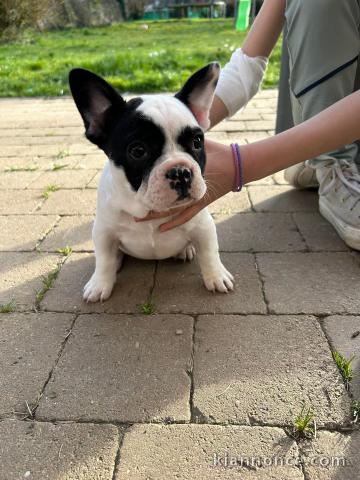 chiot bouledogue français disponible 