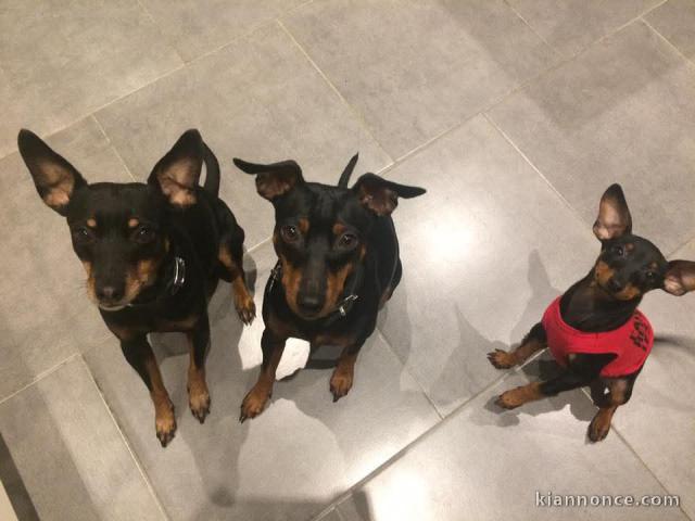 chiot Pinscher nain à donner 