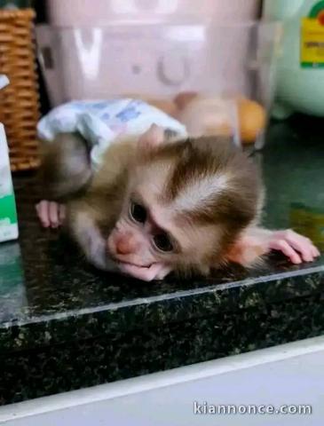 Adorable singe capucin a donner femelle 