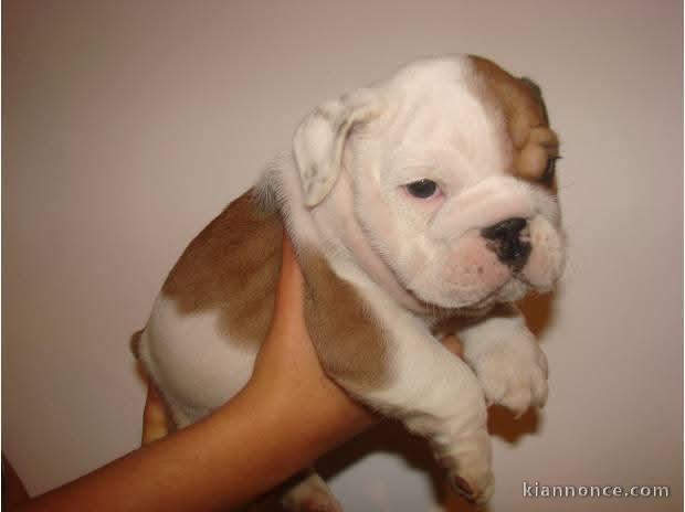 Bulldog anglais a donner 