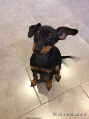 Chiot Pinscher nain à donner 