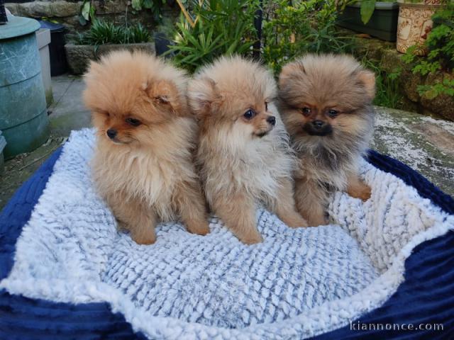 magnifique chiot spitz allemand race pure 