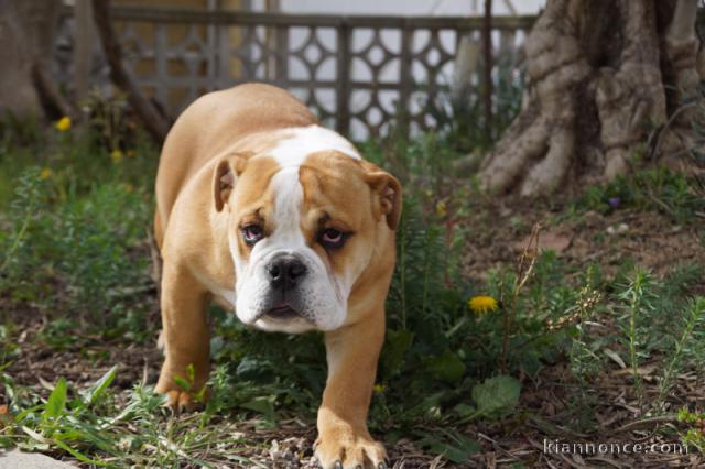 chiot bulldog anglais a donner mâle 