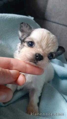 chiot chihuahua mâle a donner 