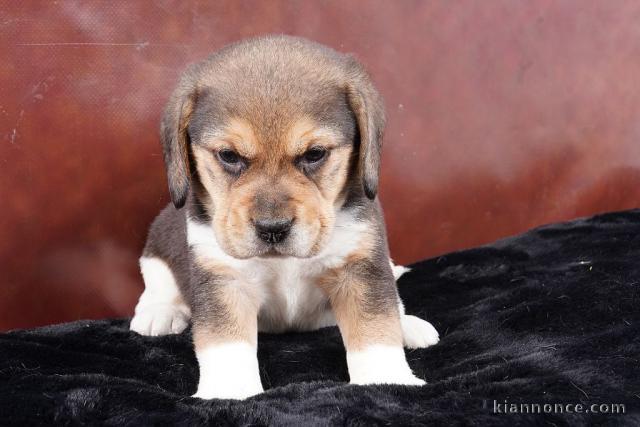 chiot beagle lof femelle a donner 