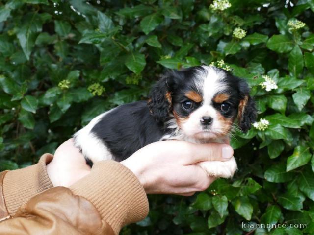 chiot cavalier king charle femelle a donner 