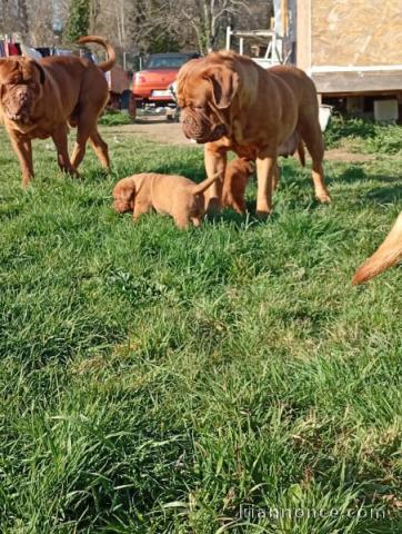 chiot dogue bordeaux a donner 