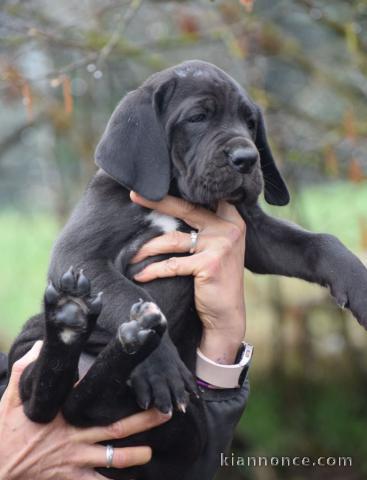 chiot dogue allemand race pure 