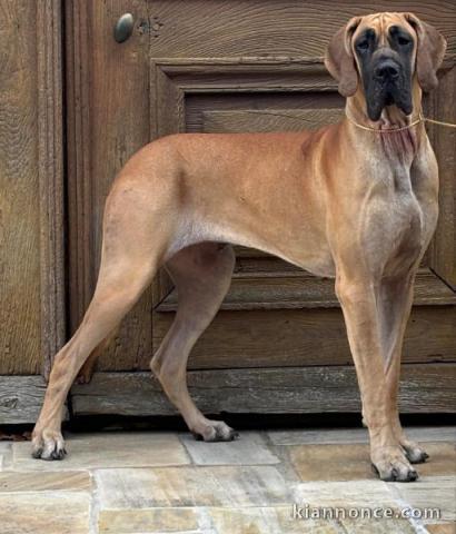 Adoption chiot dogue allemand a donner 