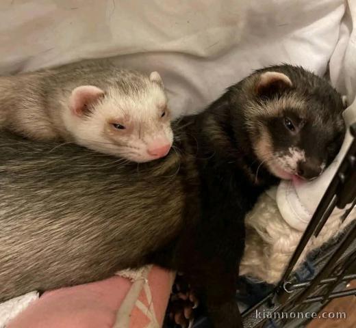 Bébé furet a donner femelle 