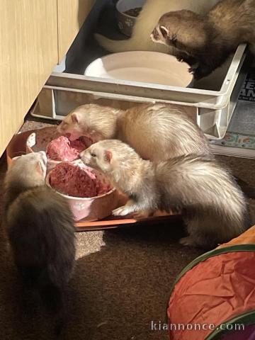 Adoption furets femelle et mâle 
