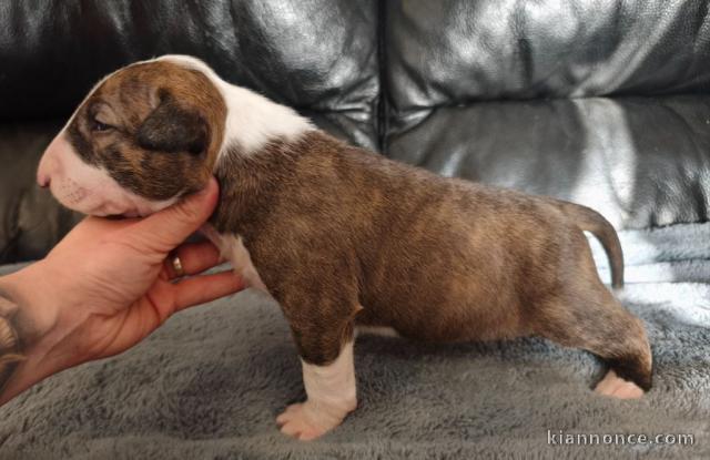 chiot bull terrier femelle a donner 