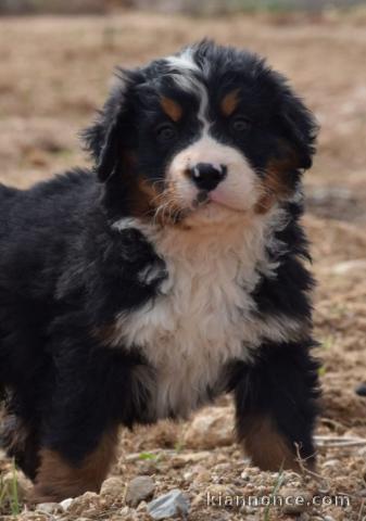 chiot bouvier bernois pour adoption 