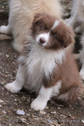 chiot border collier a donner mâle 