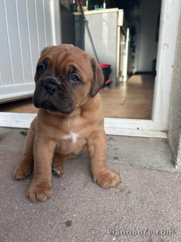chiot dogue bordeaux a donner urgent 